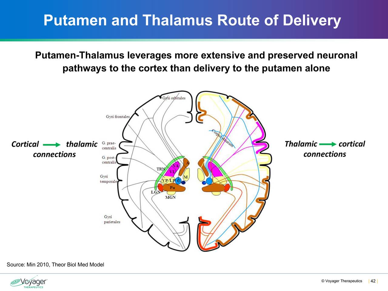 Putamen and Thalamus Route of Delivery
