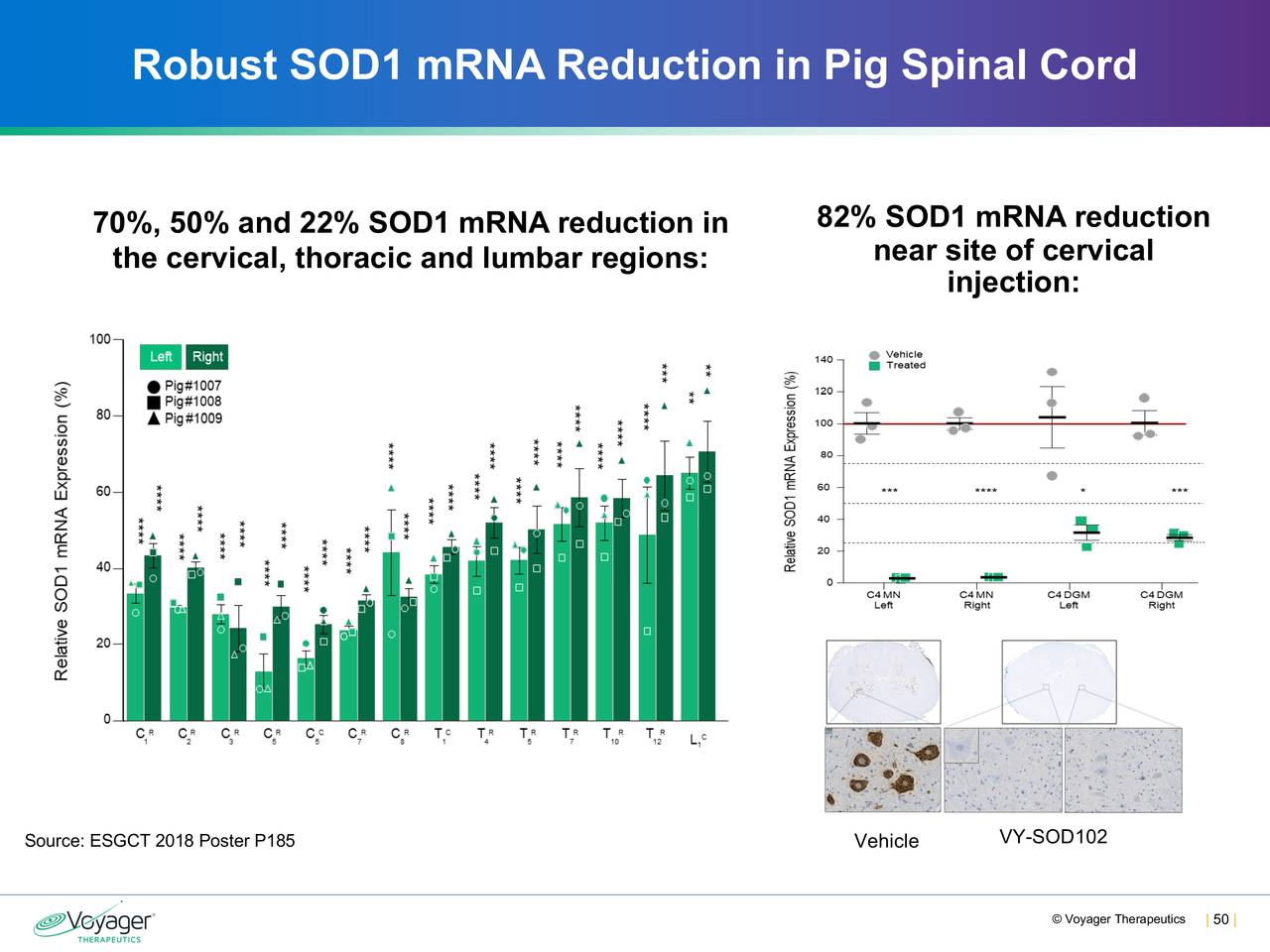 Robust SOD1 mRNA Reduction in Pig Spinal Cord