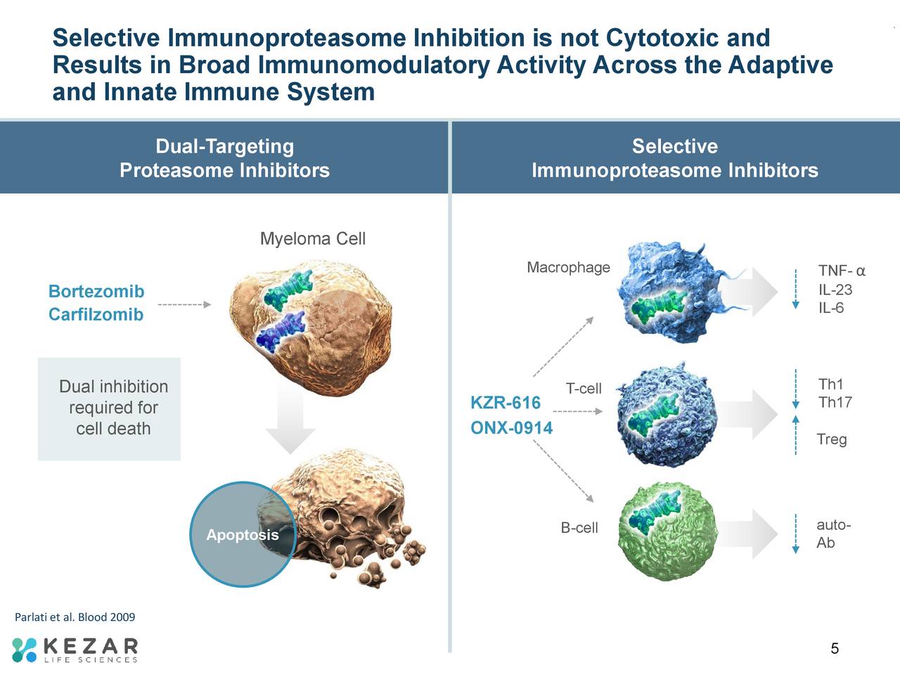 Selective Immunoproteasome Inhibition is not Cytotoxic and