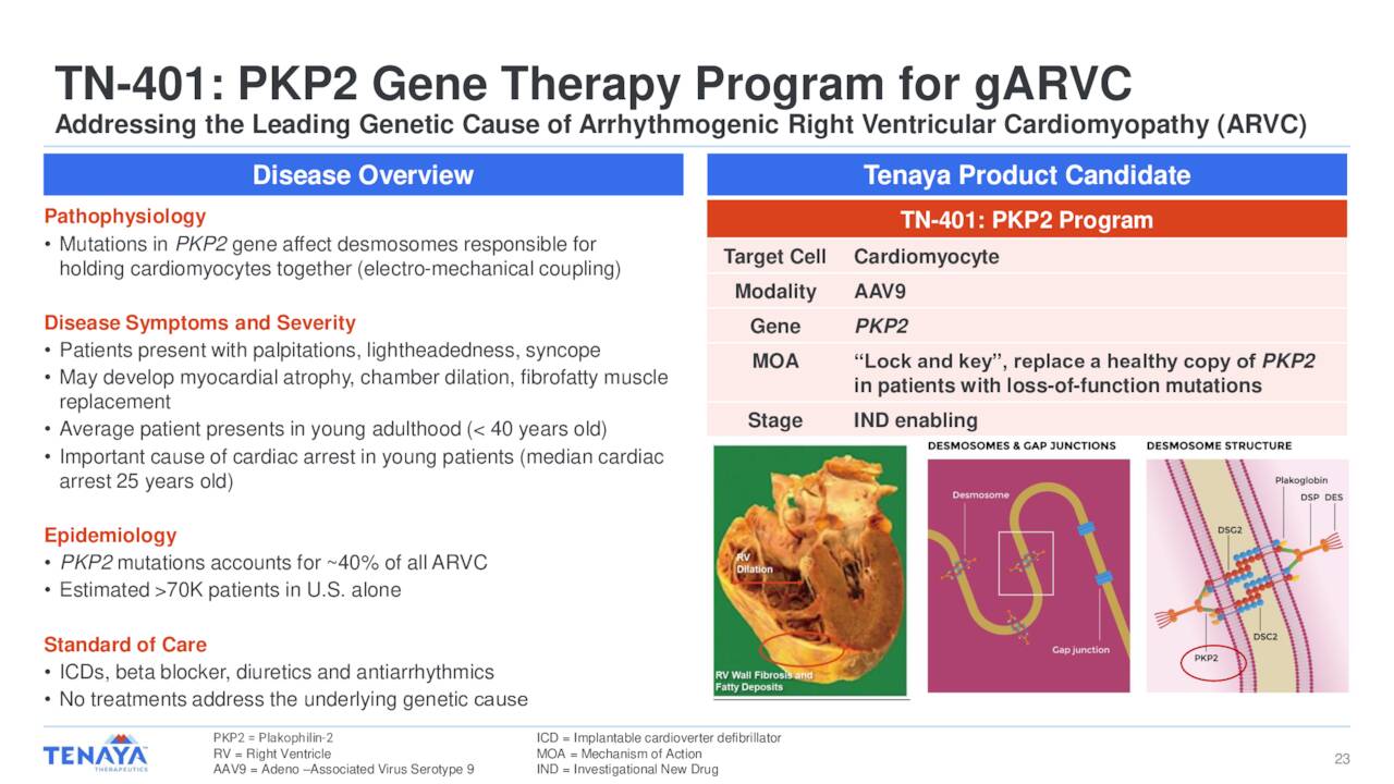 TN-401: PKP2 Gene Therapy Program for gARVC