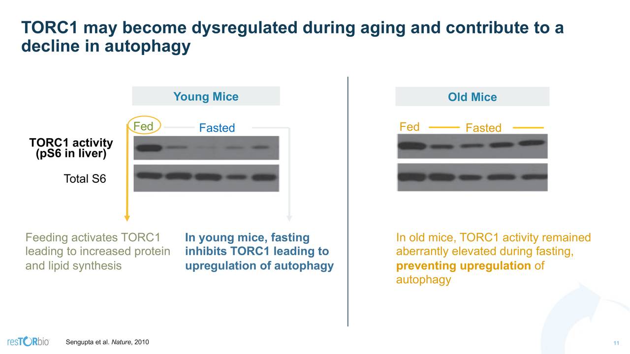 TORC1 may become dysregulated during aging and contribute to a
