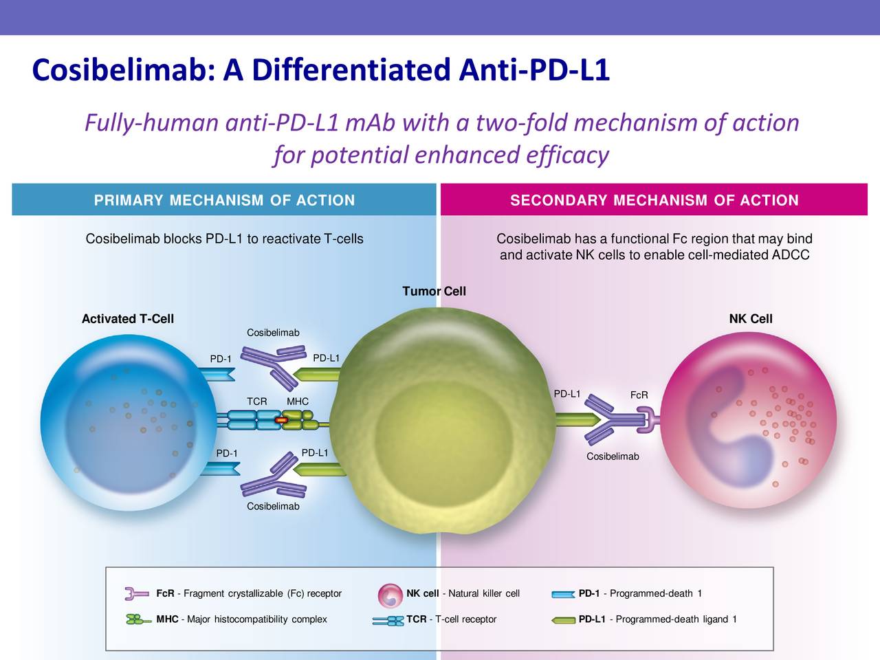 Checkpoint Therapeutics (CKPT) Investor Presentation - Slideshow ...